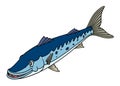 Illustration of happy blue Barracuda or Northern pike. Image of predator fish for use in biology books or other educational materi